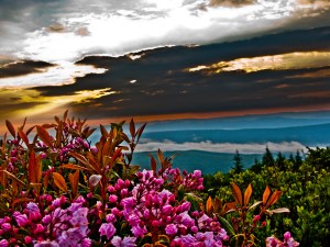 summer-sunrise-mountain-flowers